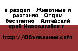  в раздел : Животные и растения » Отдам бесплатно . Алтайский край,Новоалтайск г.